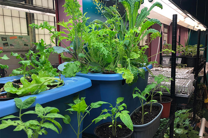 Lettuce growing in the greenhouse