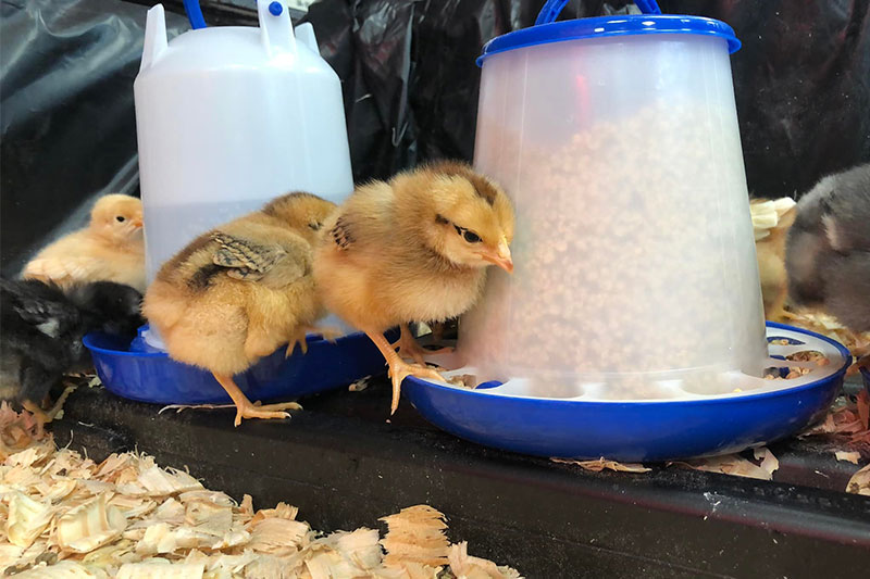 Baby chics eating from plastic feeders