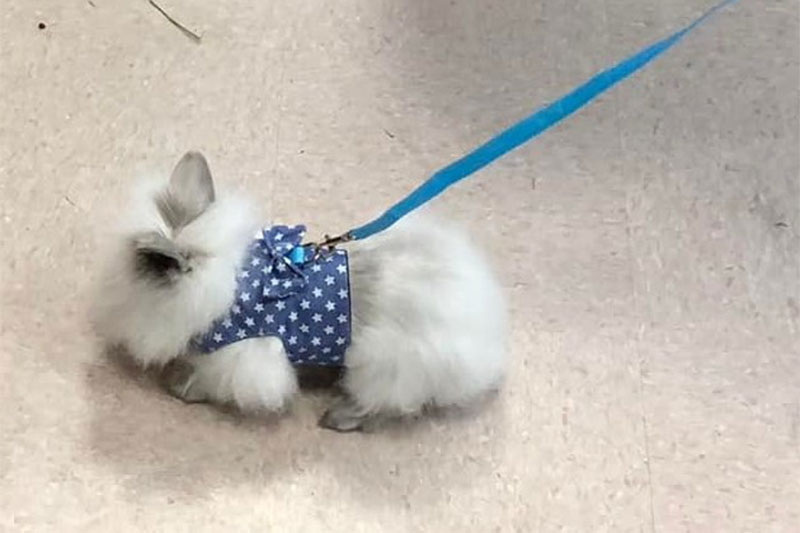 Bunny with a harness and a leash